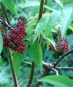 Future Forests Sambucus Racemosa Plumosa Aurea Shrubs