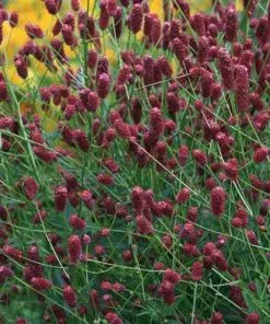 Future Forests Sanguisorba Officinalis Tanna More