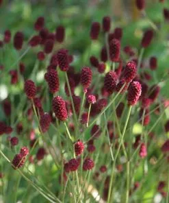 Future Forests Sanguisorba Officinalis Tanna More