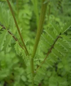 Future Forests Herbs Salad Burnet 8 Future Forests Herbs Salad Burnet