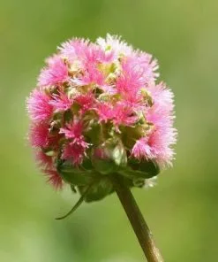 Future Forests Herbs Salad Burnet 7 Future Forests Herbs Salad Burnet