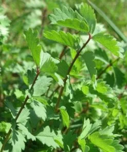 Future Forests Herbs Salad Burnet