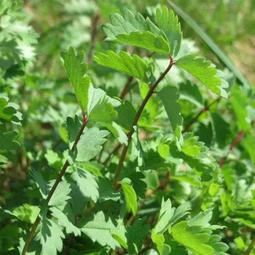 Future Forests Herbs Salad Burnet 3 Future Forests Herbs Salad Burnet