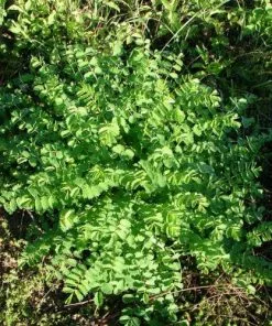 Future Forests Herbs Salad Burnet 9 Future Forests Herbs Salad Burnet