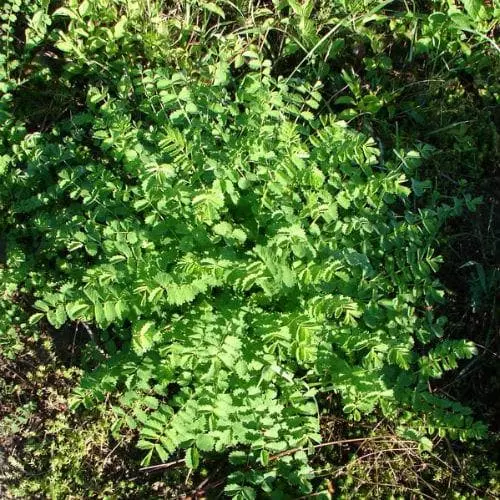 Future Forests Herbs Salad Burnet 6 Future Forests Herbs Salad Burnet