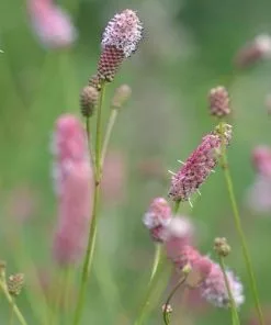Future Forests Saxifraga Fortunei Black Ruby