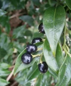 Future Forests Sarcococca Confusa Shrubs 10 Future Forests Sarcococca Confusa Shrubs