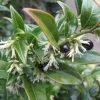 Future Forests Sarcococca Confusa Shrubs