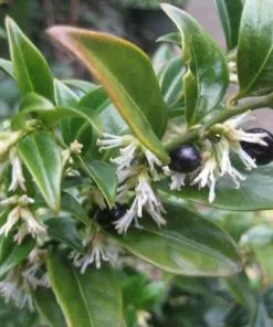Future Forests Sarcococca Confusa Shrubs