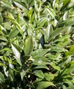 Future Forests Sarcococca Confusa Shrubs 11 Future Forests Sarcococca Confusa Shrubs