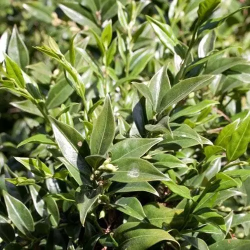 Future Forests Sarcococca Confusa Shrubs 7 Future Forests Sarcococca Confusa Shrubs