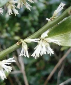 Future Forests Sarcococca Confusa Shrubs