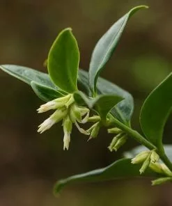 Future Forests Sarcococca Confusa Shrubs 9 Future Forests Sarcococca Confusa Shrubs