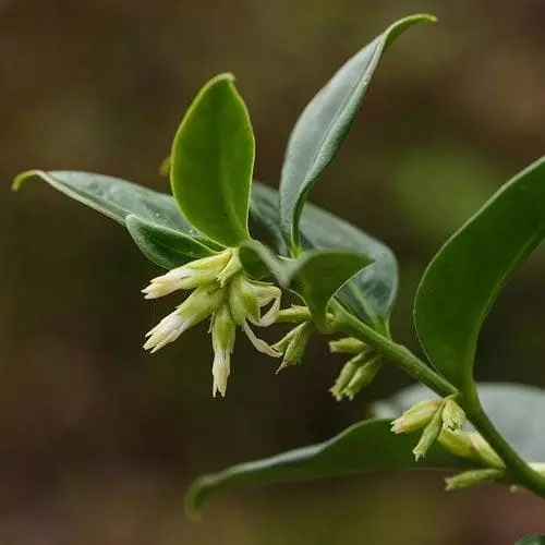 Future Forests Sarcococca Confusa Shrubs 5 Future Forests Sarcococca Confusa Shrubs