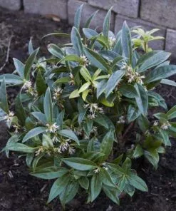 Future Forests Sarcococca Hookeriana Var. Humilis