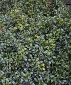 Future Forests Sarcococca Hookeriana Var. Humilis