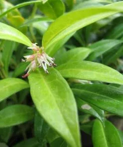 Future Forests Sarcococca Hookeriana Var. Humilis