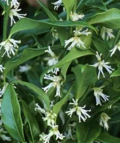 Future Forests Sarcococca Hookeriana Var. Humilis