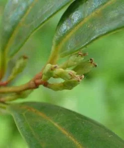 Future Forests Sarcococca Hookeriana Var. Humilis