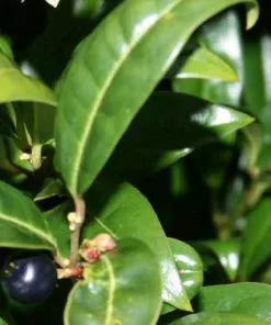 Future Forests Sarcococca Hookeriana Var. Humilis