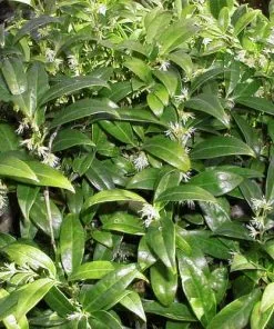 Future Forests Sarcococca Hookeriana Var. Humilis