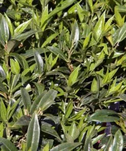 Future Forests Sarcococca Hookeriana Var. Digyna Shrubs