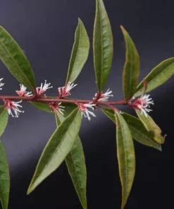 Future Forests Sarcococca Hookeriana Var. Digyna Shrubs
