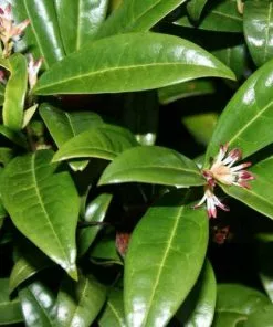 Future Forests Sarcococca Hookeriana Var. Digyna Shrubs