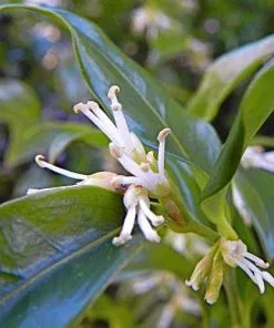 Future Forests Sarcococca Hookeriana Var. Digyna Shrubs