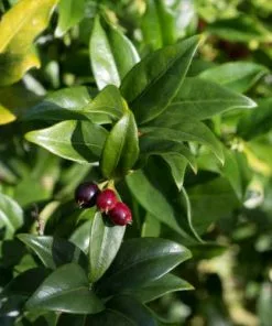 Future Forests Sarcococca Hookeriana Var. Digyna Shrubs