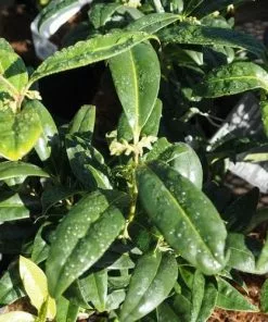 Future Forests Sarcococca Hookeriana Var. Humilis