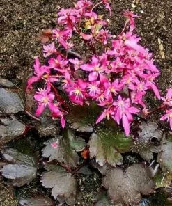 Future Forests Saxifraga Fortunei Black Ruby