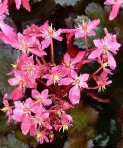 Future Forests Saxifraga Fortunei Black Ruby