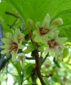 Future Forests Fruit Schisandra Chinensis