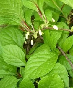 Future Forests Fruit Schisandra Chinensis