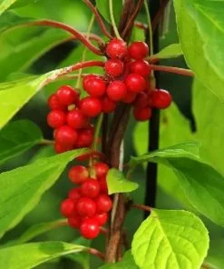 Future Forests Fruit Schisandra Chinensis