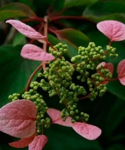 Future Forests Schizophragma Hydrangeoides Roseum