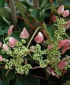 Future Forests Schizophragma Hydrangeoides Roseum