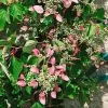 Future Forests Schizophragma Hydrangeoides Roseum