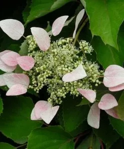 Future Forests Schizophragma Hydrangeoides Roseum