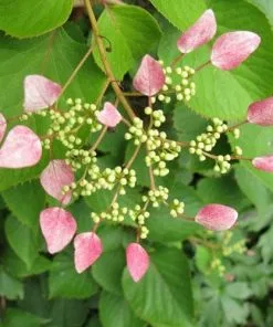Future Forests Schizophragma Hydrangeoides Roseum