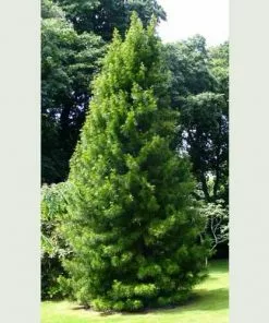 Future Forests All Conifers Sciadopitys Verticillata - Japanese Umbrella Pine