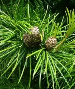 Future Forests All Conifers Sciadopitys Verticillata - Japanese Umbrella Pine