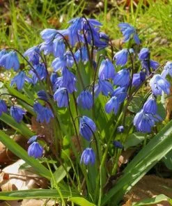 Future Forests Bulbs Scilla Siberica