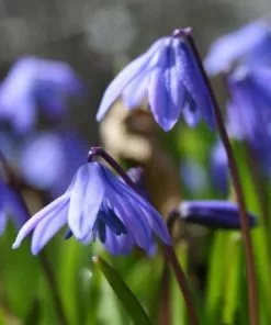 Future Forests Bulbs Scilla Siberica