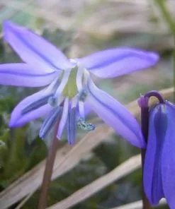 Future Forests Bulbs Scilla Siberica