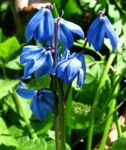 Future Forests Bulbs Scilla Siberica