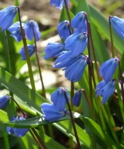 Future Forests Bulbs Scilla Siberica
