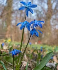 Future Forests Bulbs Scilla Siberica