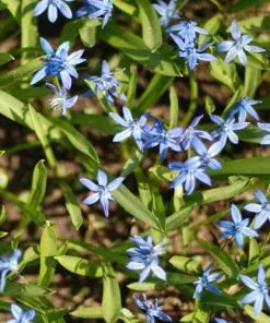 Future Forests Bulbs Scilla Siberica
